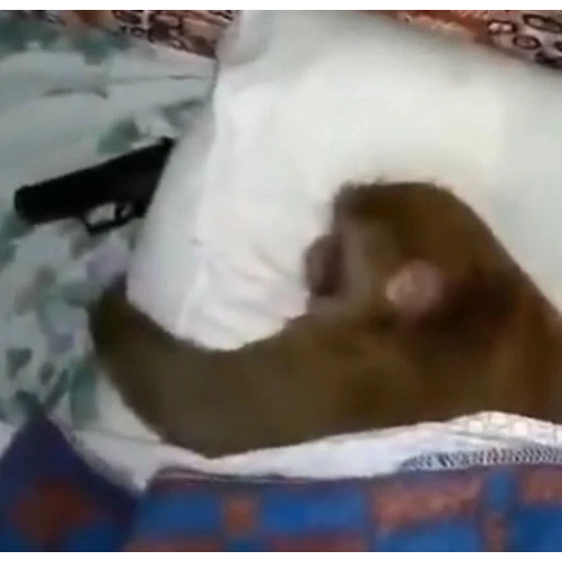 Figurinha: Macaco dormindo armado