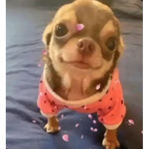 Figurinha: Cachorrinho fofo