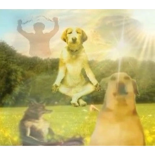 Figurinha: Cachorro Zen