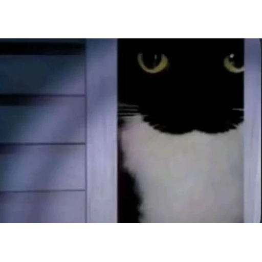 Figurinha: Gato espiando