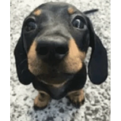 Figurinha: Filhote de Dachshund