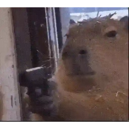 Figurinha: Capivara armada