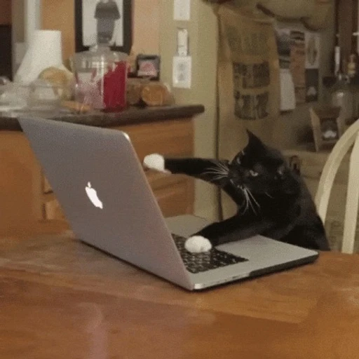 Figurinha: Gato no computador