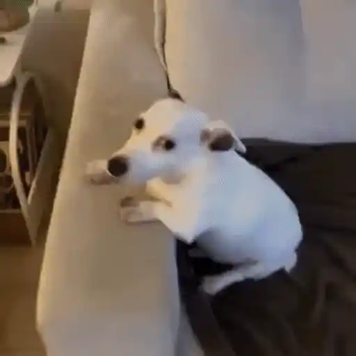 Figurinha: Cachorrinho curioso