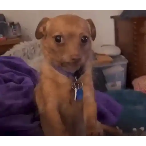 Figurinha: Cachorrinho preocupado