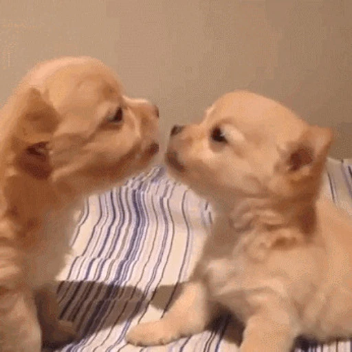 Figurinha: Cachorrinhos se beijando