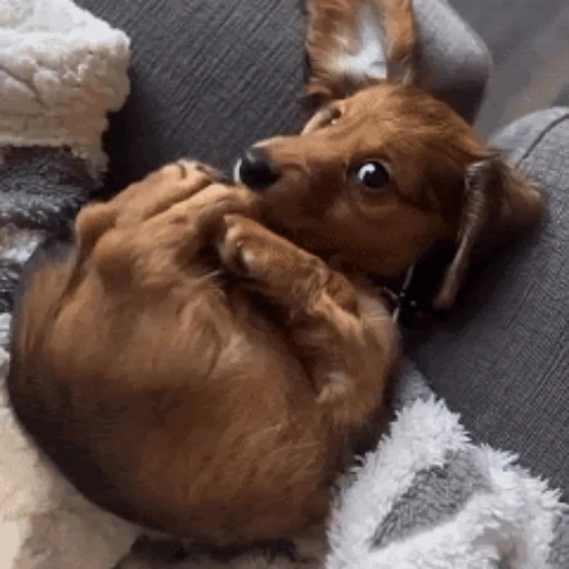 Figurinha: Cachorrinho tentando morder a patinha