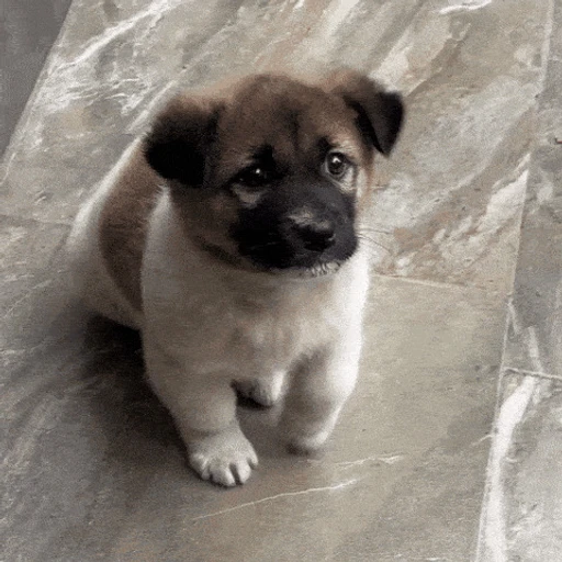 Figurinha: Filhote pidão