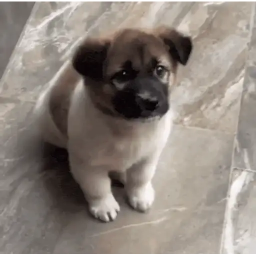 Figurinha: Cachorrinho pedindo carinho