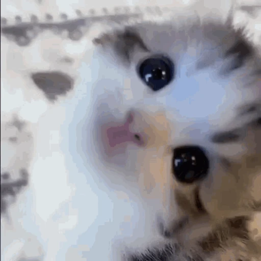 Figurinha: Gatinho fofo