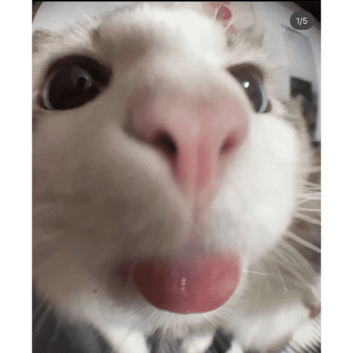 Figurinha: Gatinho de perto
