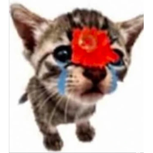 Sticker: Gatito llorando con flor