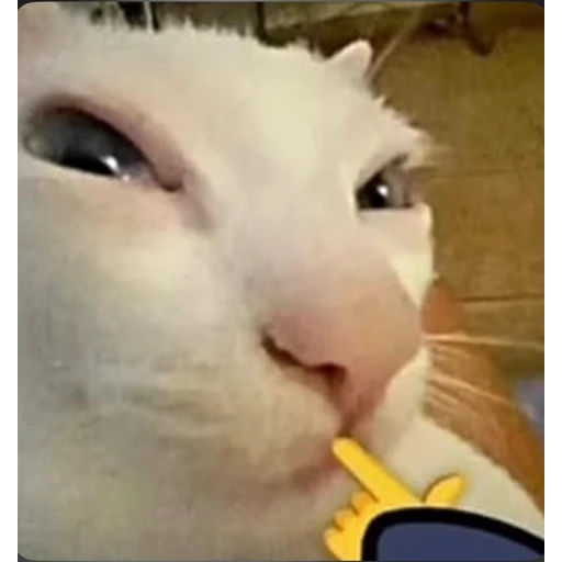 Sticker: Gato pensativo
