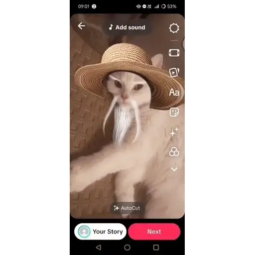 Figurinha: Gato Mestre