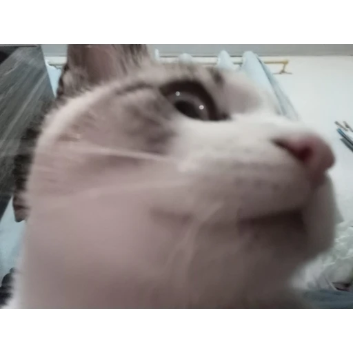 Figurinha: Gato confuso