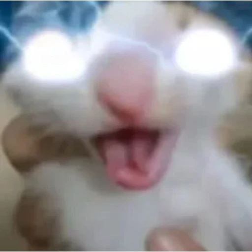 Figurinha: Gatinho com olhos laser
