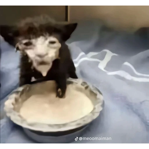 Figurinha: Gatinho comendo