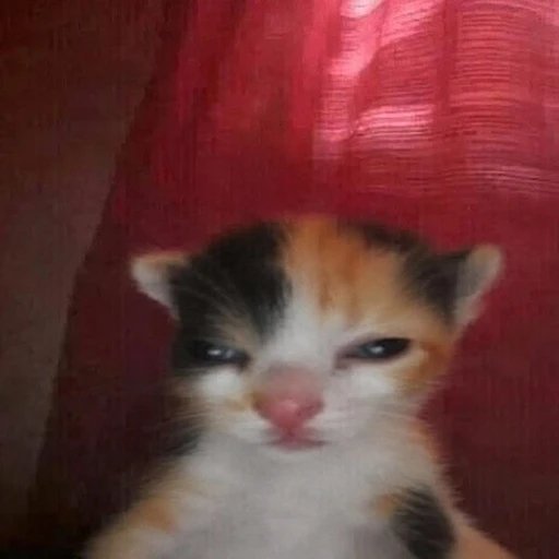 Sticker: Gatito enojado