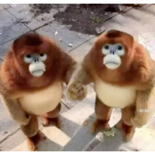 Figurinha: Macacos de mãos dadas
