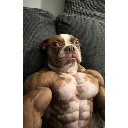 Figurinha: Cachorro Maromba