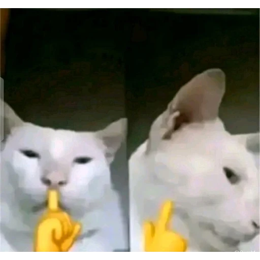 Figurinha: Gato Pedindo Silêncio