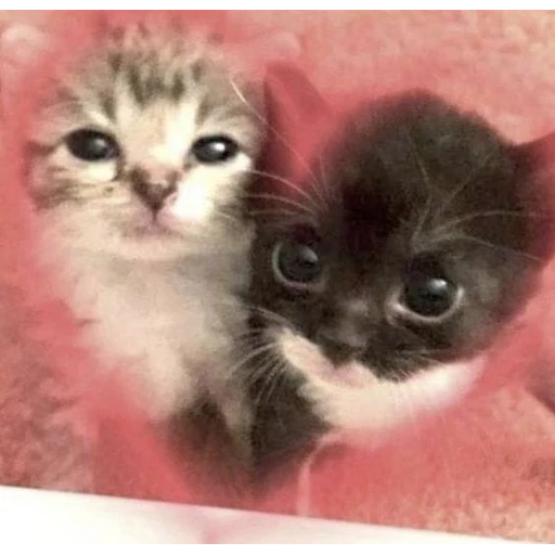 Figurinha: Dois gatinhos fofos