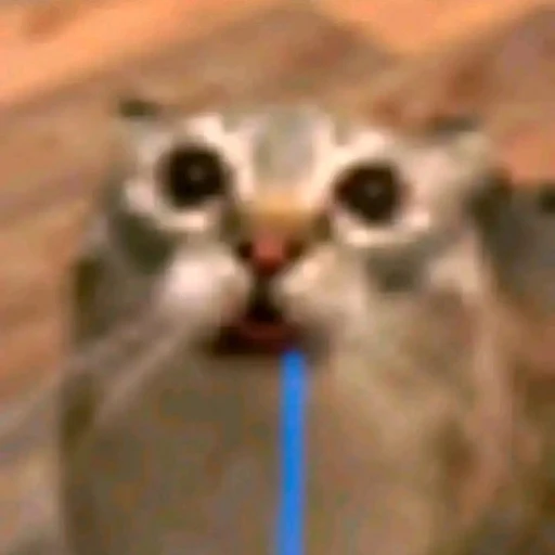 Figurinha: Gato tomando suco