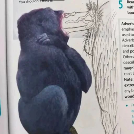Figurinha: Gorila gritando