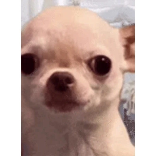 Sticker: Smiling Dog