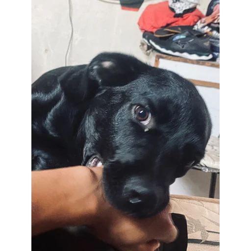 Figurinha: Cachorrinho mordendo