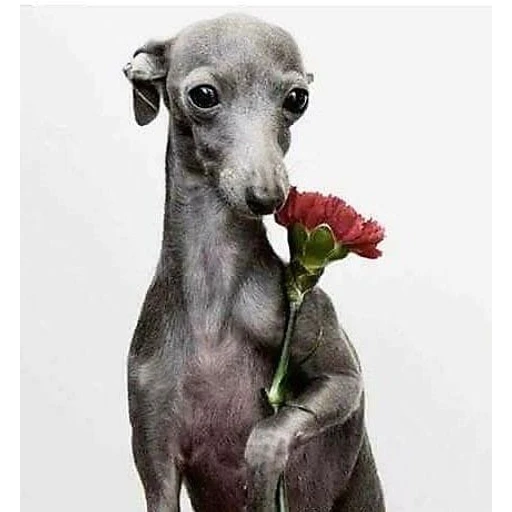 Figurinha: Cachorrinho com flor