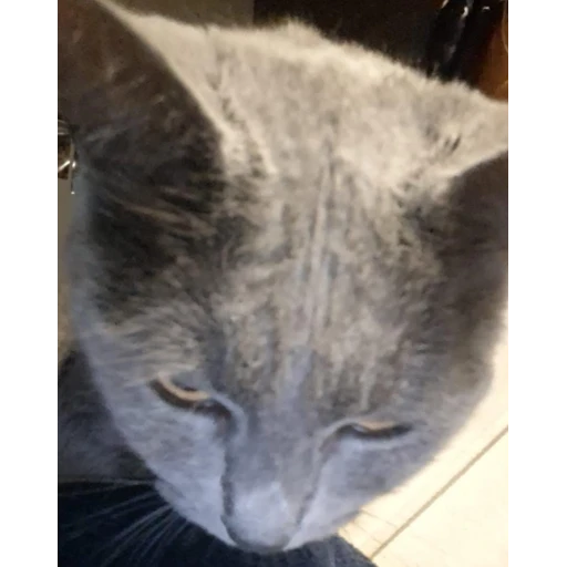 Sticker: Grey kitten