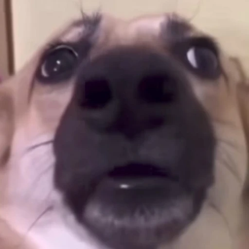 Figurinha: Cachorro com cara de assustado