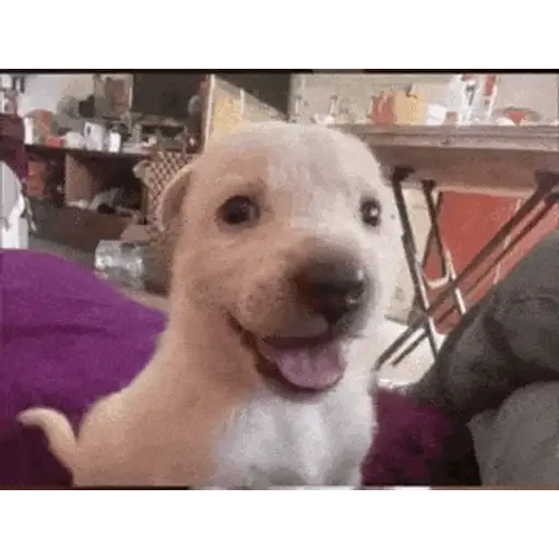 Sticker: Perrito feliz