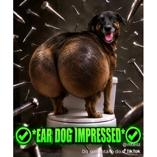 Figurinha: Ear Dog Impressed