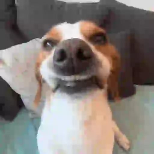 Sticker: Smiling Puppy