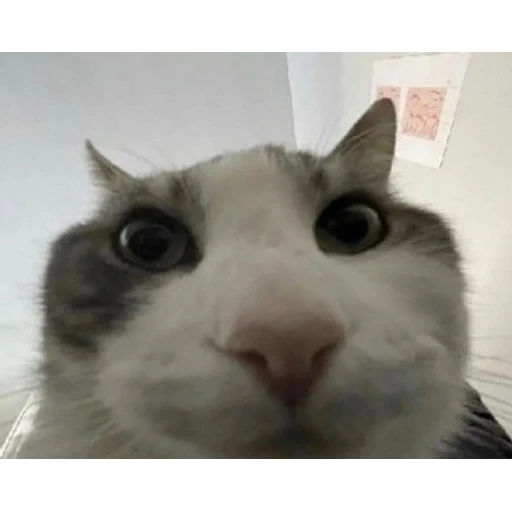 Figurinha: Gatinho olhando de perto