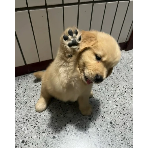 Sticker: Cachorrito saludando