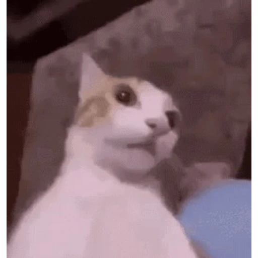 Figurinha: Gato Assustado