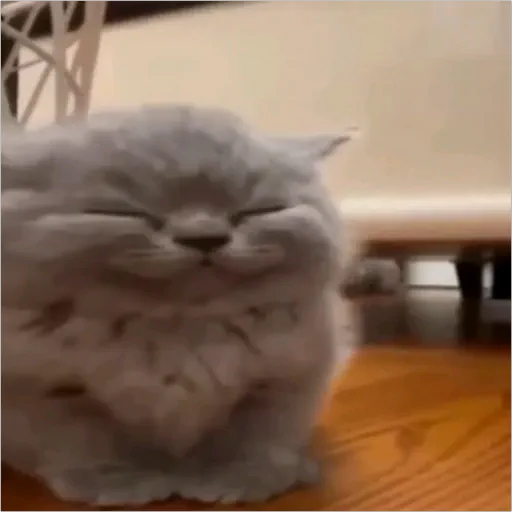 Figurinha: Gatinho Sorrindo Fofinho