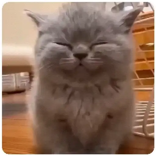 Figurinha: Gatinho Soneca