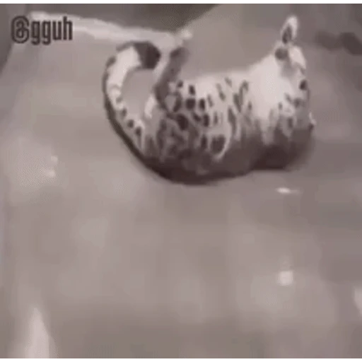 Sticker: Rolling and winking painted cat