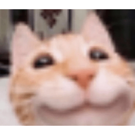 Figurinha: Gato Sorrindo