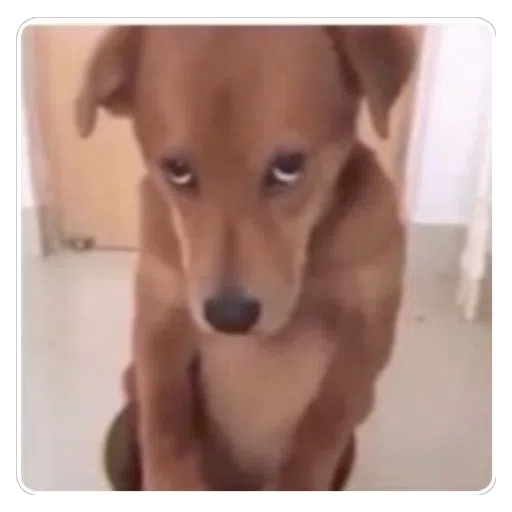 Figurinha: Cachorro triste