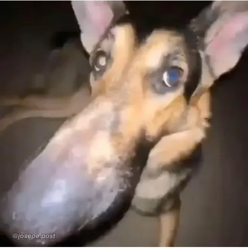Figurinha: Cachorro com focinho longo