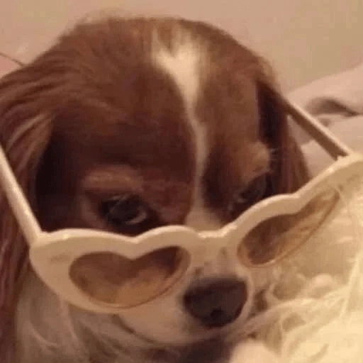 Figurinha: Cachorro de óculos