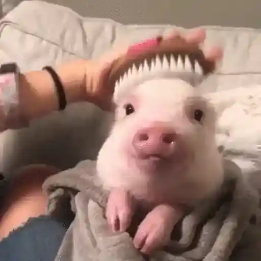 Figurinha: Porquinho feliz sendo escovado