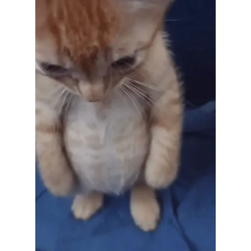 Figurinha: Gatinho triste