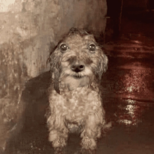 Figurinha: Cachorro assustado