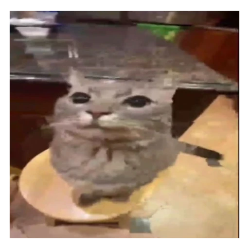 Figurinha: Gato com cara de quem sabe de tudo